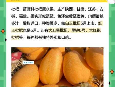 琵琶水果功效与作用是什么 常吃琵琶果能改善健康吗