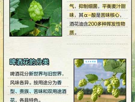 啤酒花是什么揭秘啤酒中的神秘植物成分