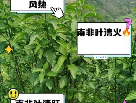 南非叶的功效与作用有哪些 揭秘它的神奇保健效果