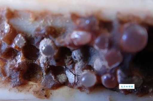 舍利子是怎么形成的从化学角度解析其形成过程