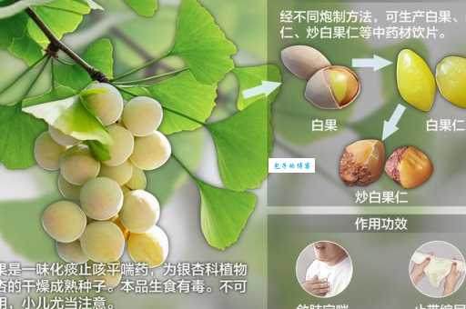 白果是什么味道 白果的营养价值有多高