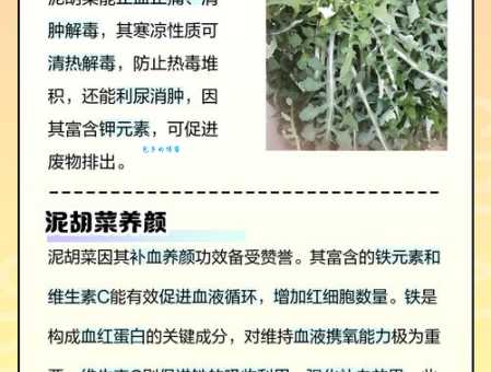 泥胡菜的功效和作用全知道 教你正确食用泥胡菜