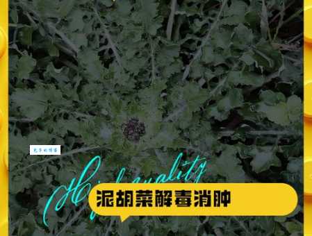 泥胡菜的功效和作用全知道 教你正确食用泥胡菜