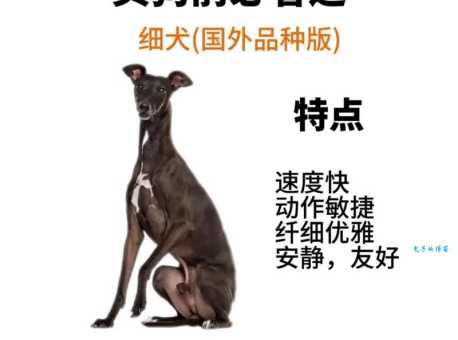 细狗什么意思 细狗是骂人还是开玩笑