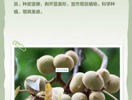 为什么炒栗子要放石子原来是这样简单又实用