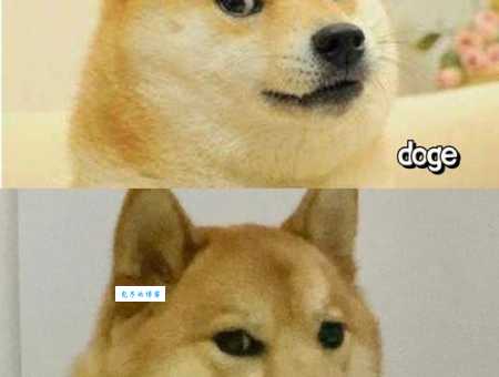 doge是什么意思 这个搞笑表情包背后的故事你知道吗