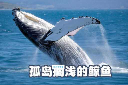 鲸鱼搁浅是什么意思 搁浅鲸鱼的生存几率有多大