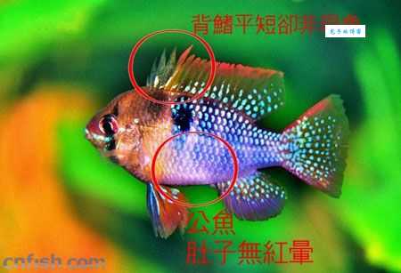 如何辨别凤凰公母 快速识别凤凰哪个是公哪个是母