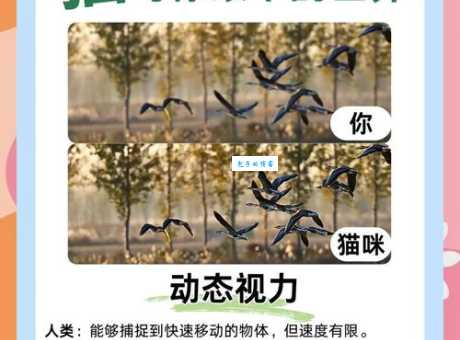视觉动物是什么意思 视觉对人们的影响有多大