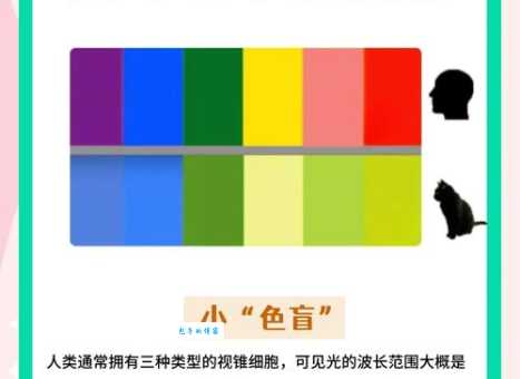 视觉动物是什么意思 视觉对人们的影响有多大
