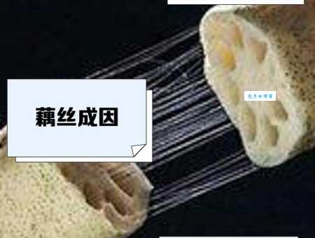 藕断丝连的科学解释是什么 藕丝连接的生物学奥秘