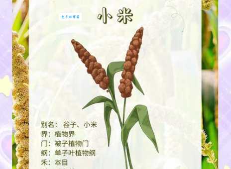 谷子是什么意思 原来谷子就是小米的俗称