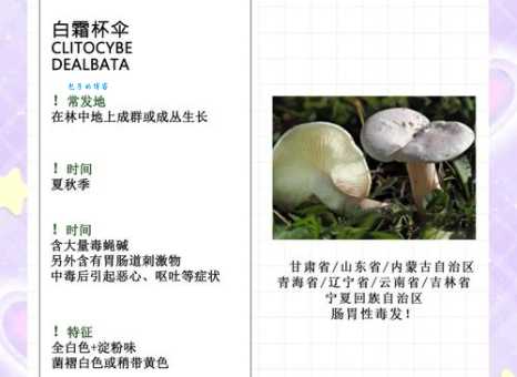 迷幻菇蘑菇中的主要成分是什么 揭秘神奇物质