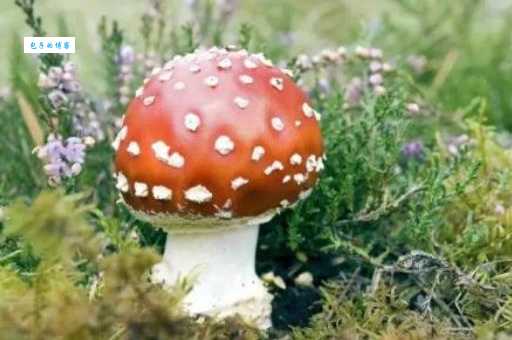 迷幻菇蘑菇中的主要成分是什么 揭秘神奇物质