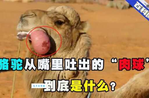 骆驼有几个胃 揭秘骆驼神奇的消化系统构造