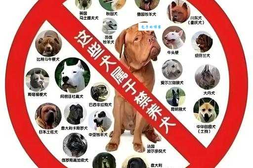 黑喂狗是什么意思 网络流行语解析来啦