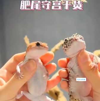守宫是什么为什么越来越多人喜欢养它