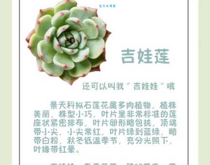肉莲是什么意思 肉莲的种类和选购技巧