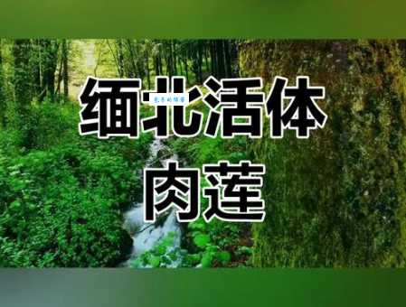 肉莲是什么意思 肉莲的种类和选购技巧