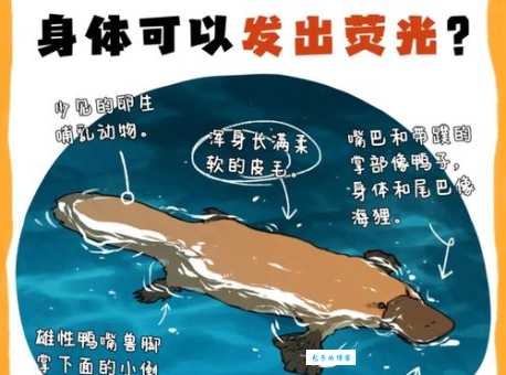 你知道卵生的哺乳动物有哪些 这些动物太神奇了