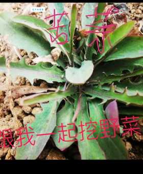 挖野菜是什么意思网络用语背后的故事揭秘