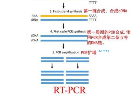 pdgf是什么意思 深入解析pdgf的医学用途
