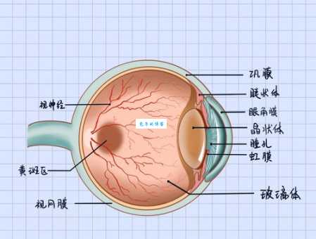 视网膜屏幕是什么意思 它和普通屏幕有什么区别