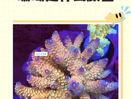 珊瑚色是什么色 它的RGB色值是多少
