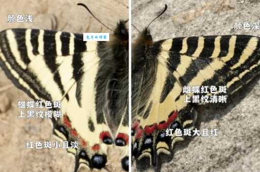 蝴蝶靠什么辨别花蜜 原来它们这么厉害