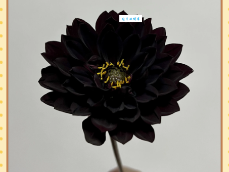 黑莲花是什么意思为什么这么火
