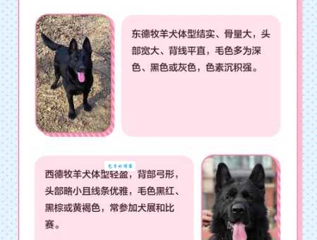 牧羊犬东德和西德区别大吗哪个更适合家养