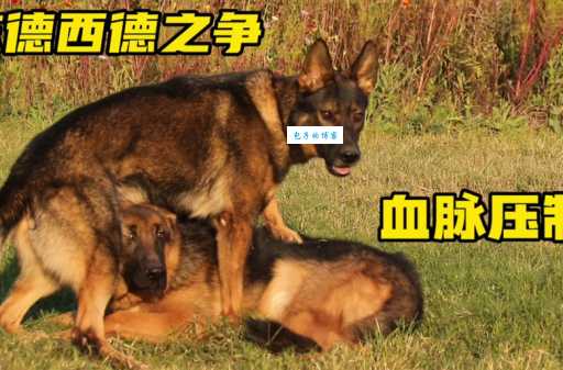牧羊犬东德和西德区别大吗哪个更适合家养