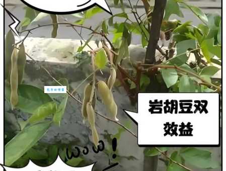 肉豆须是什么东西它的功效与作用有哪些