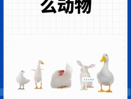 阴阳颠倒打一动物