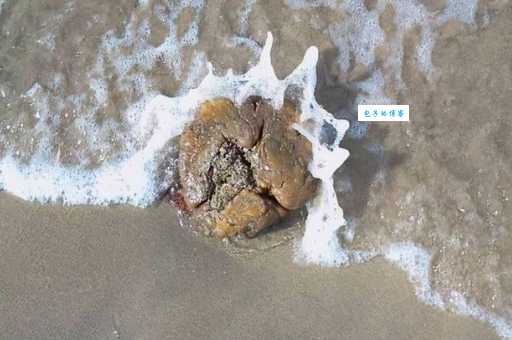 龙涎香真的是鲸鱼呕吐物吗 揭秘它的真实来源
