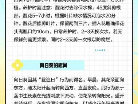 花葵是什么花 了解花葵的特点与常见品种