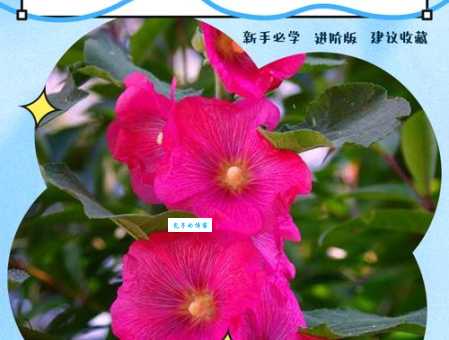 花葵是什么花 了解花葵的特点与常见品种