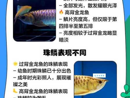 过背金龙和高背金龙的区别