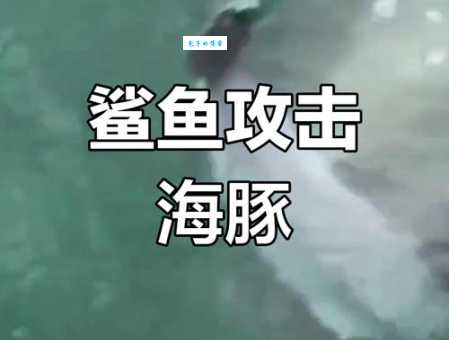鲨鱼为什么怕海豚 原来海豚有这些制胜法宝