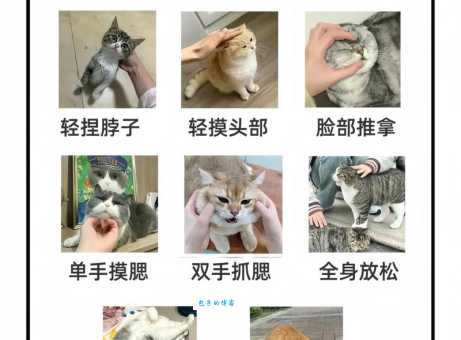 什么是吸猫 养猫新手必知的撸猫小技巧