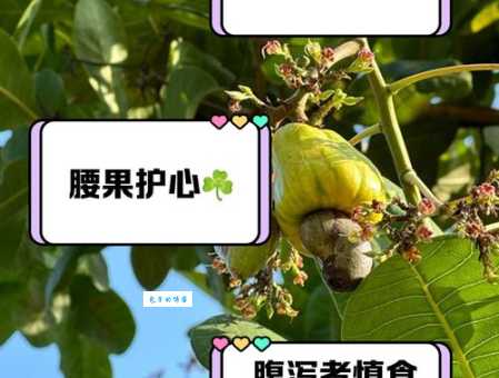 腰果为什么没有壳 原来是为了方便食用