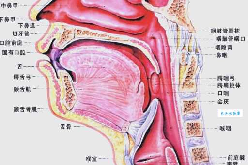黄喉是哪个器官 揭秘人体中的这个小部位