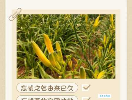 忘忧草是什么植物原来它还有这些神奇功效