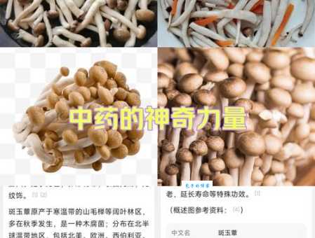 蟹腿菇是什么 这种蘑菇为啥长得像螃蟹腿