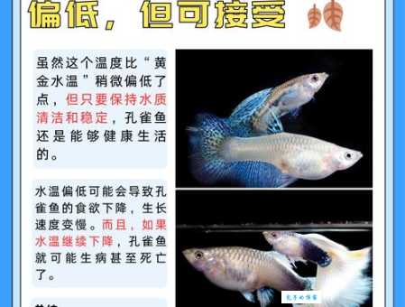 全身恒温的鱼对海洋生态有何影响
