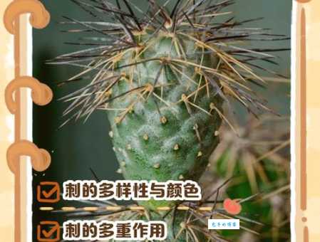 仙人掌的刺是哪个部位退化的小知识科普