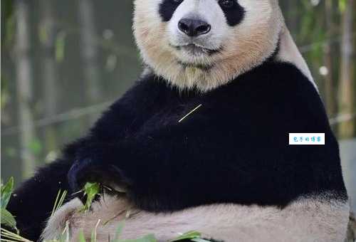 大熊猫是什么科 带你了解它的家族秘密