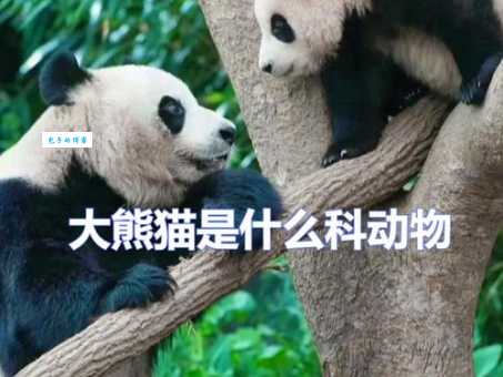 大熊猫是什么科 带你了解它的家族秘密