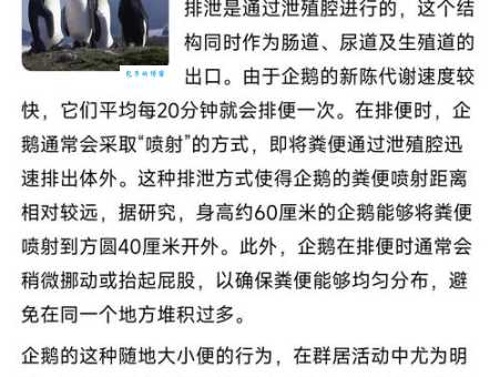 企鹅恒温动物还是变温动物专家解答这个常见疑问
