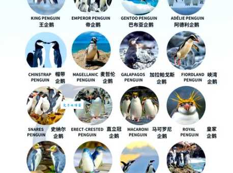 企鹅恒温动物还是变温动物专家解答这个常见疑问